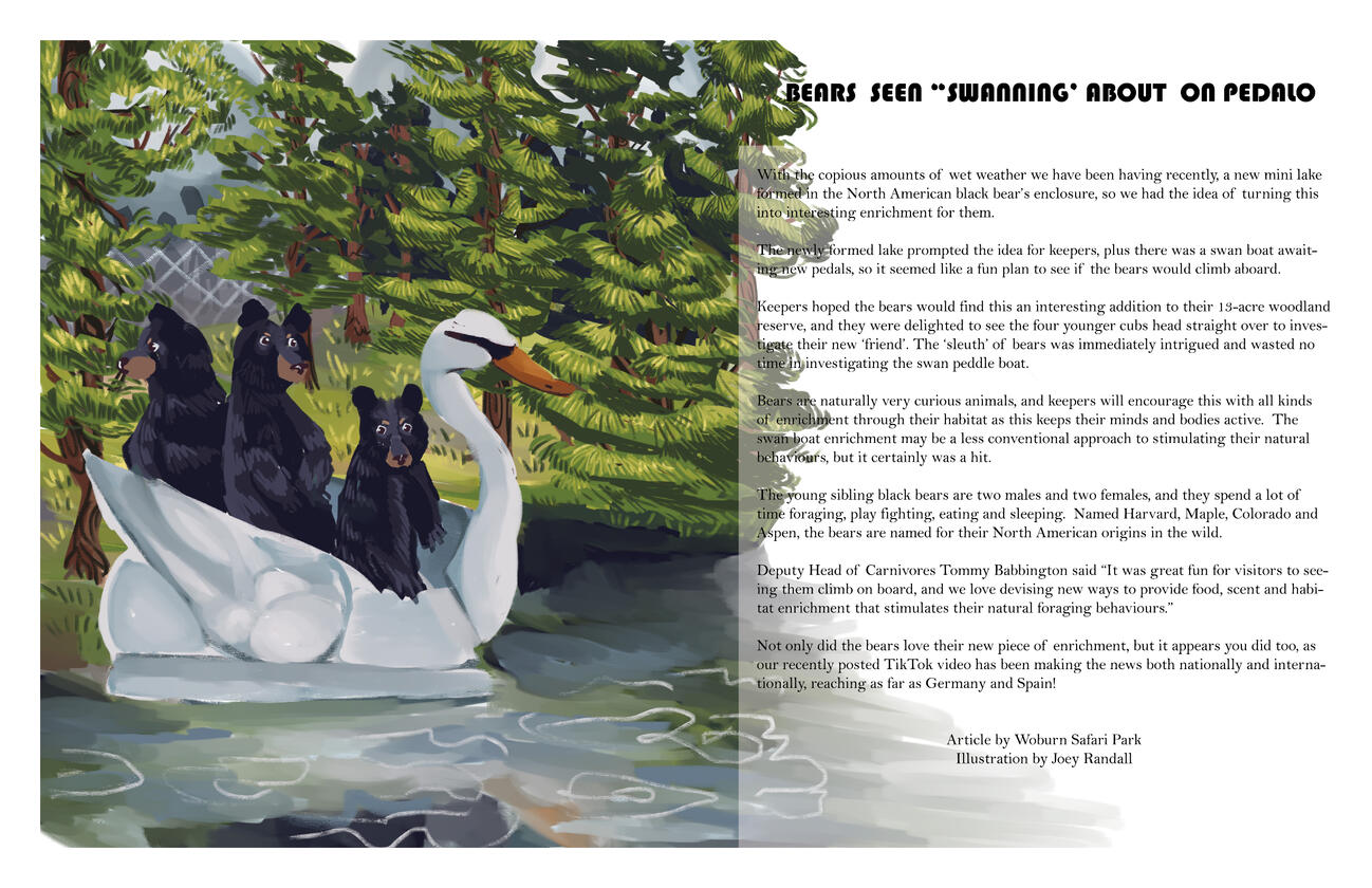 Editorial for an article on black bears sailing on a swan boat at a zoo