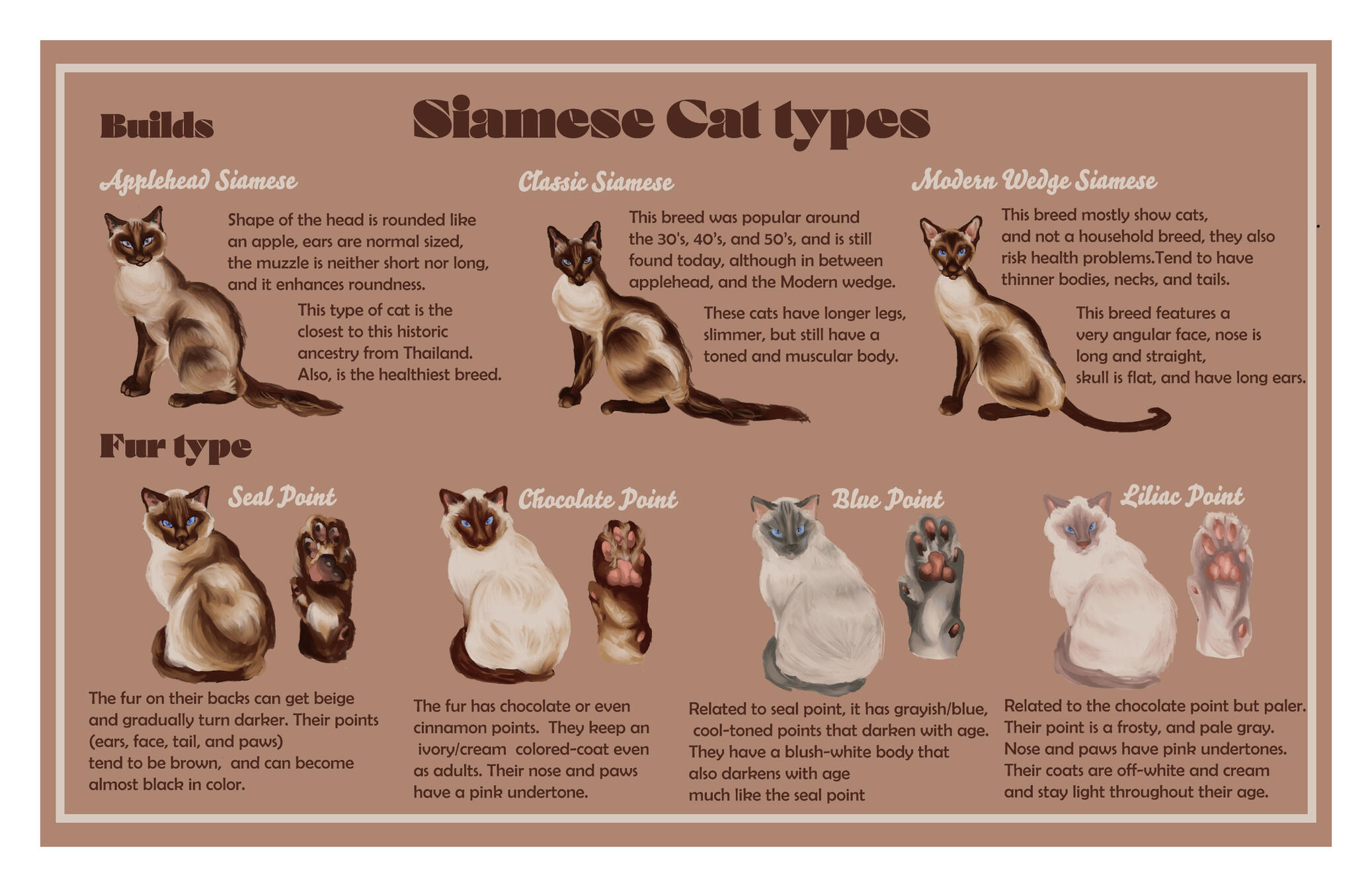 Infographic about Siamease cats